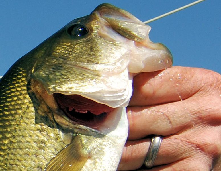 cropped-fishing.jpg
